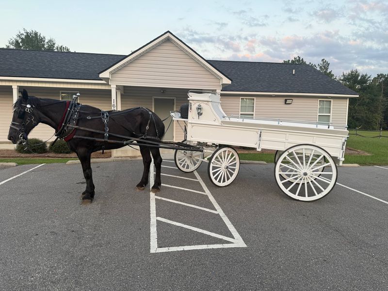 A black horse and white carriage ready for pickup